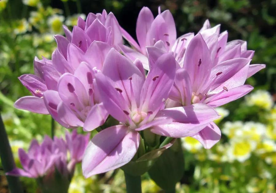 The Allium unifolium card