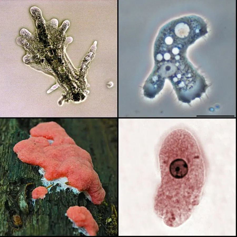 La carte Amoebozoa