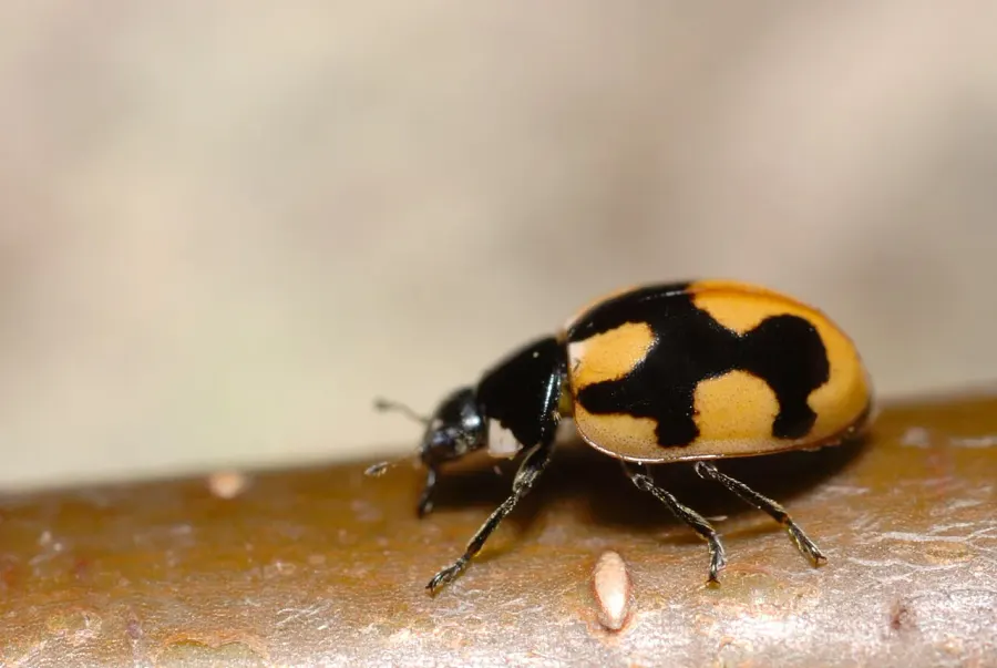 The Coccinella hieroglyphica card