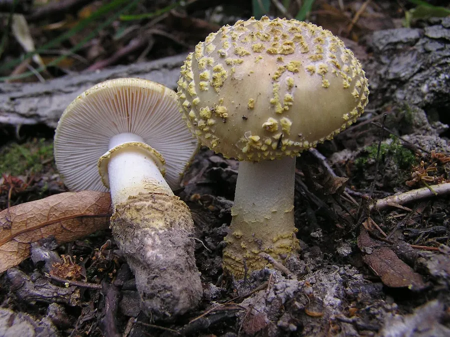 The Amanita franchetii card