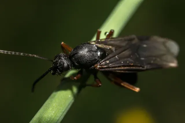 La carte Cotesia glomerata