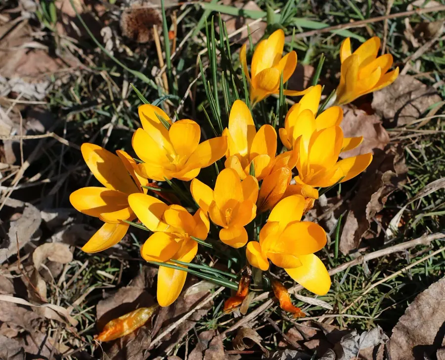 The Crocus flavus card