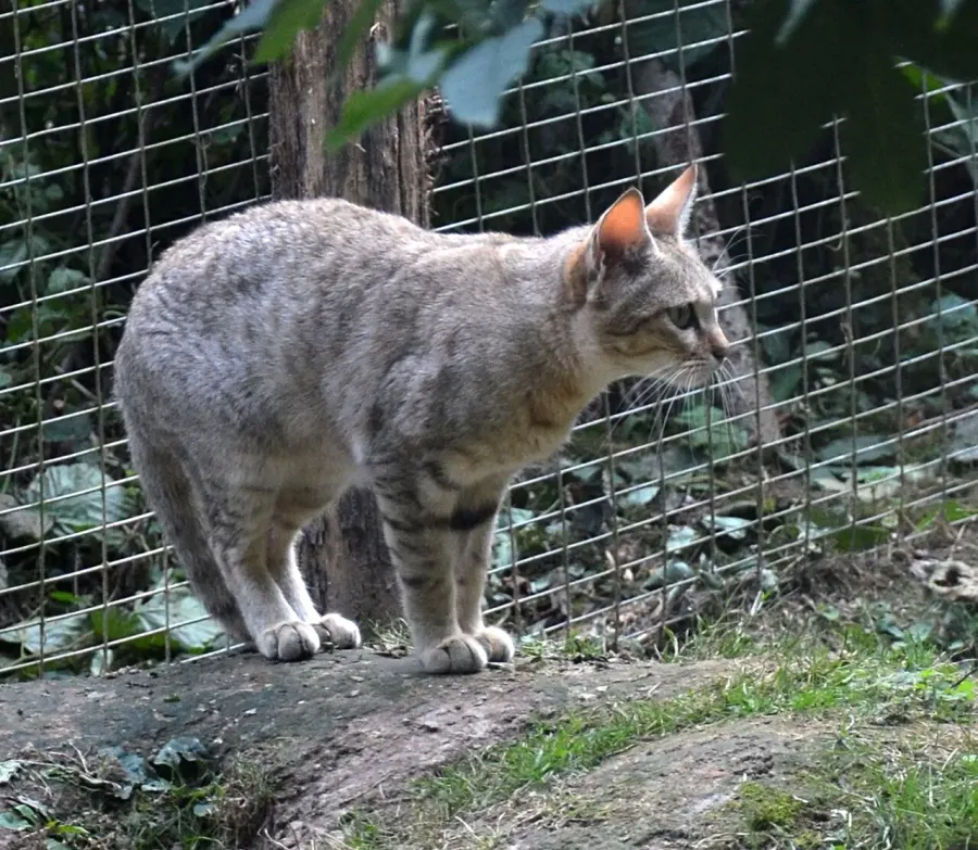 The African wildcat card