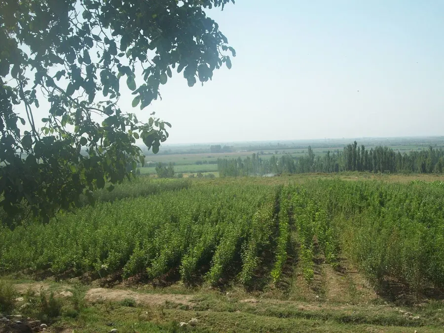 La carte Province de Namangan