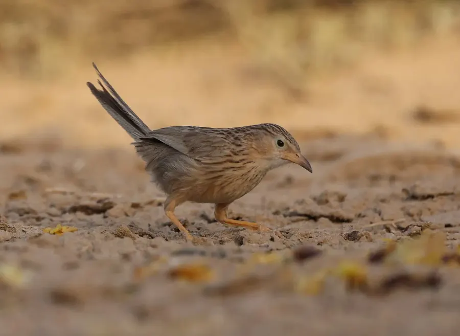 The Afghan babbler card