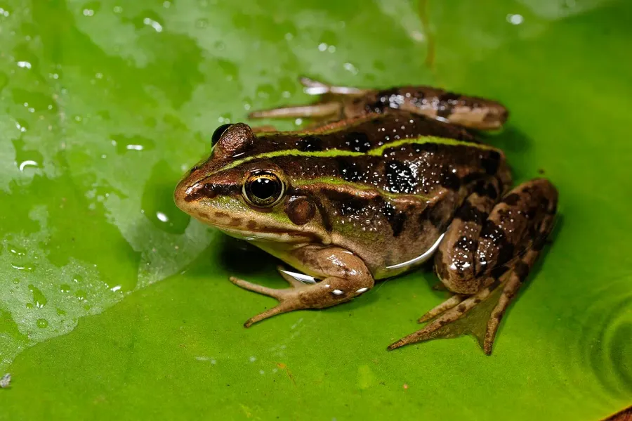 La carte Pelophylax shqipericus