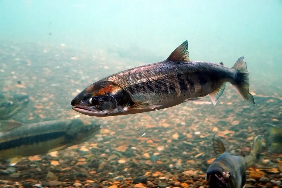 La carte Oncorhynchus keta