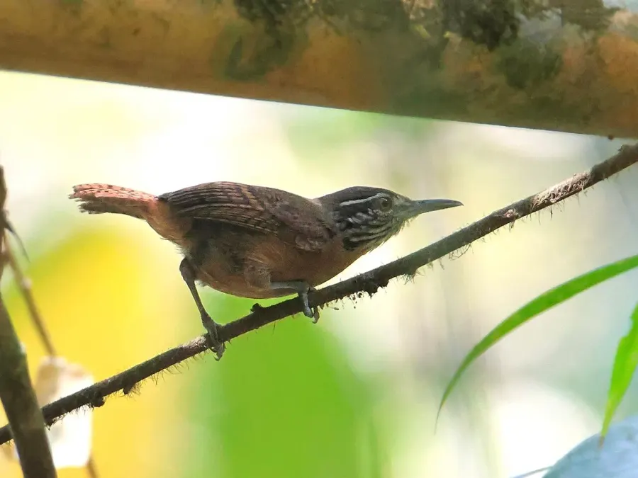 The Stripe-throated wren card