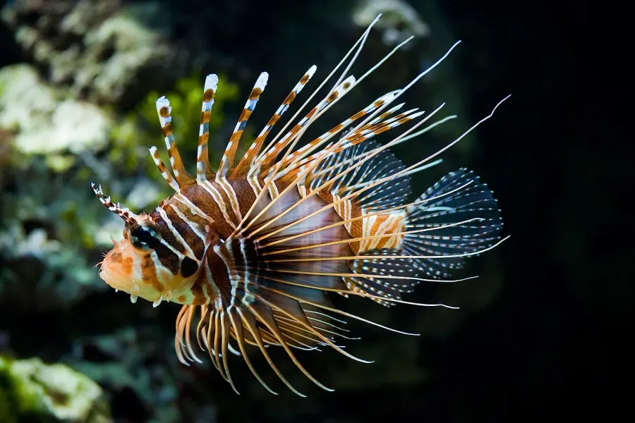 La carte Pterois
