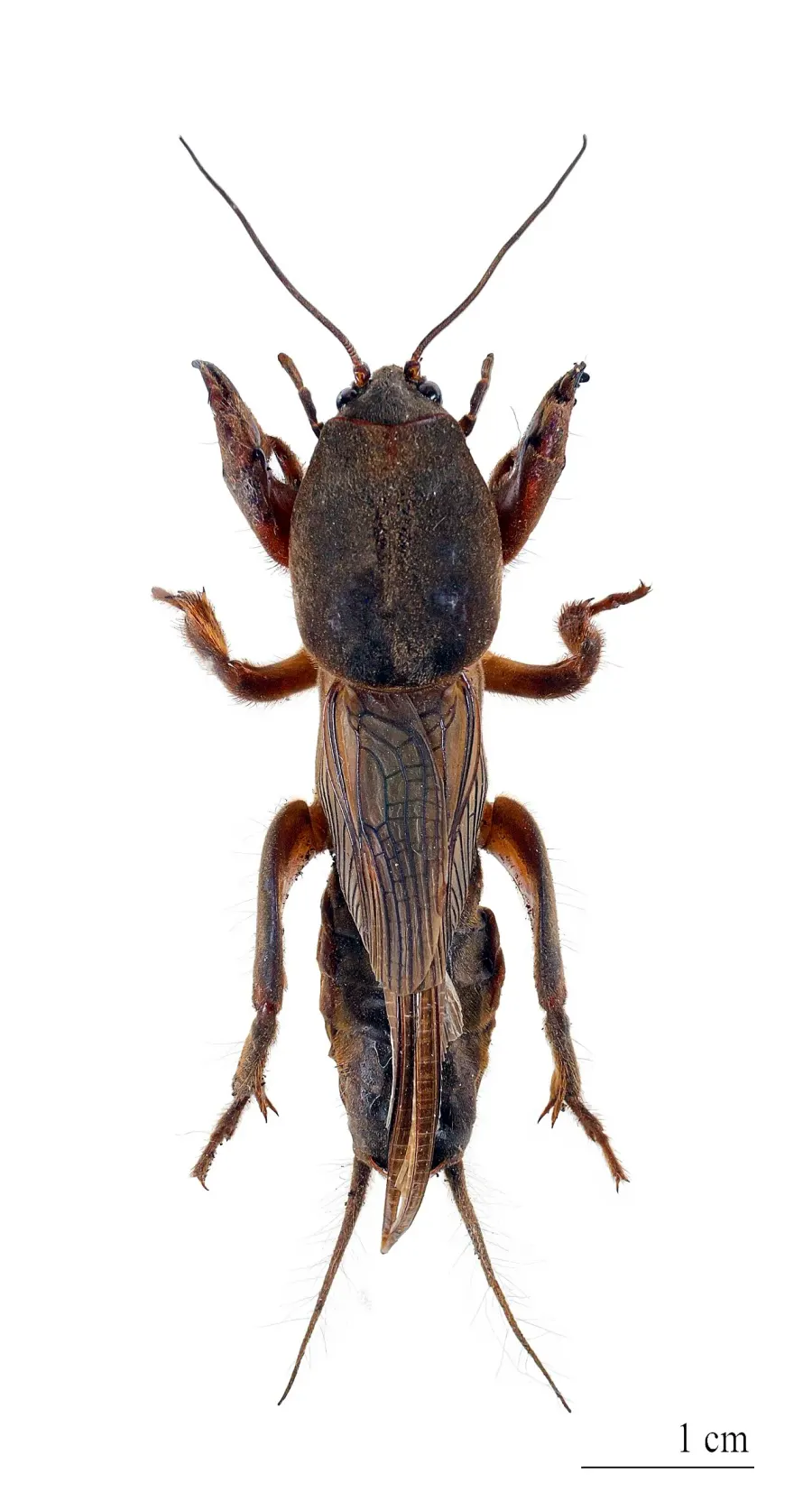 La carte Gryllotalpa gryllotalpa