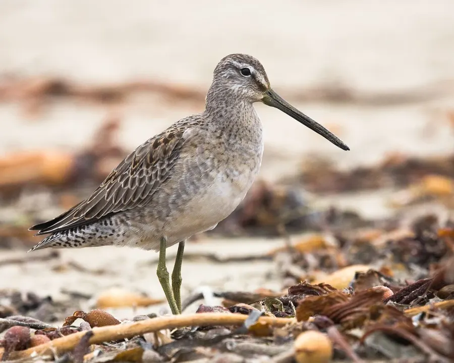 The Long-billed dowitcher card