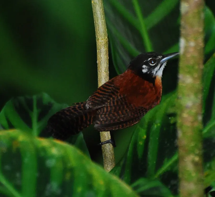 The Bay wren card