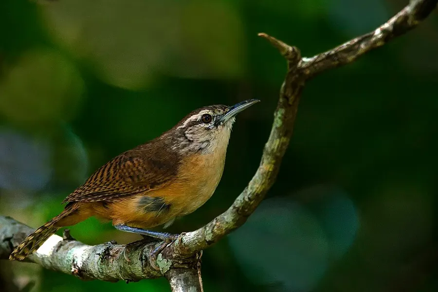 The Buff-breasted wren card