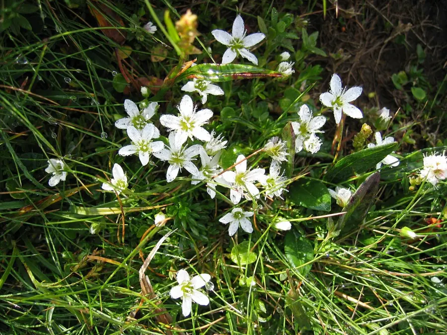 La carte Arenaria ciliata