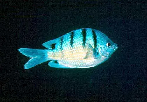 The Green damselfish card