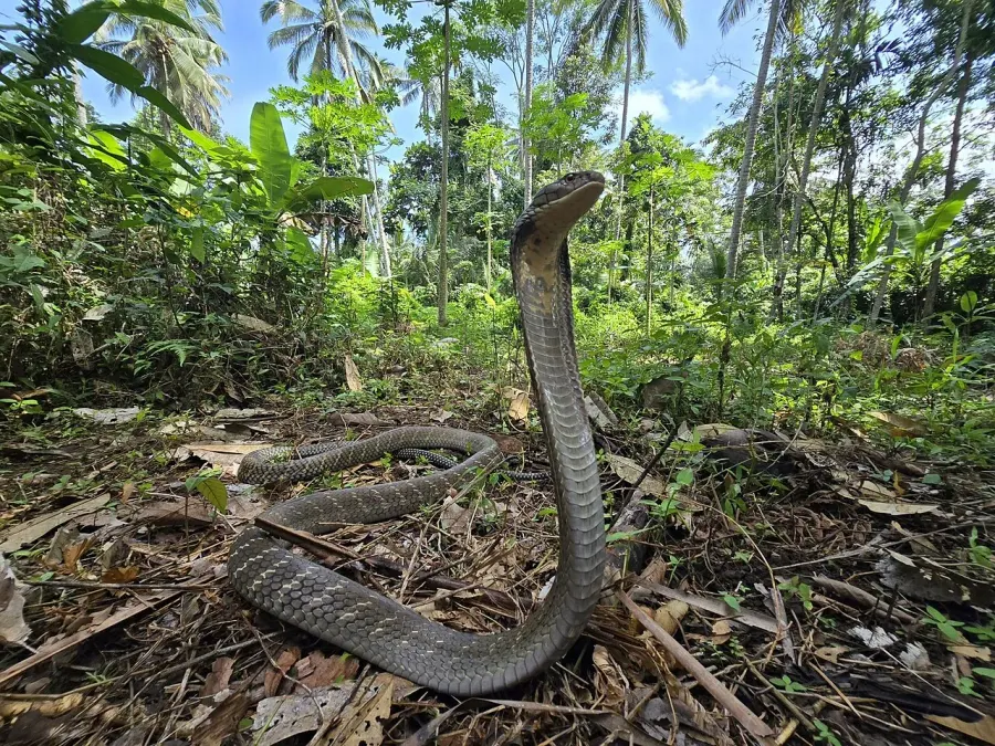La carte Cobra royal