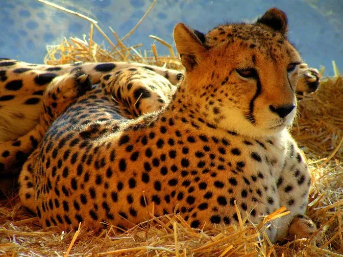 La carte Acinonyx