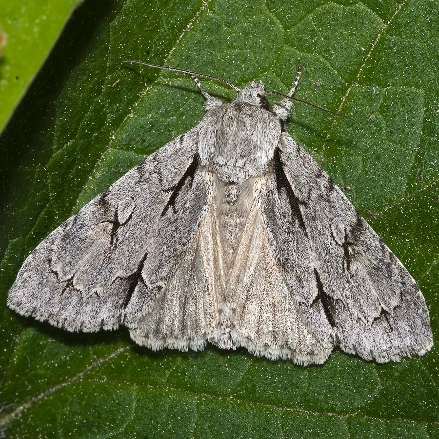The Acronicta card