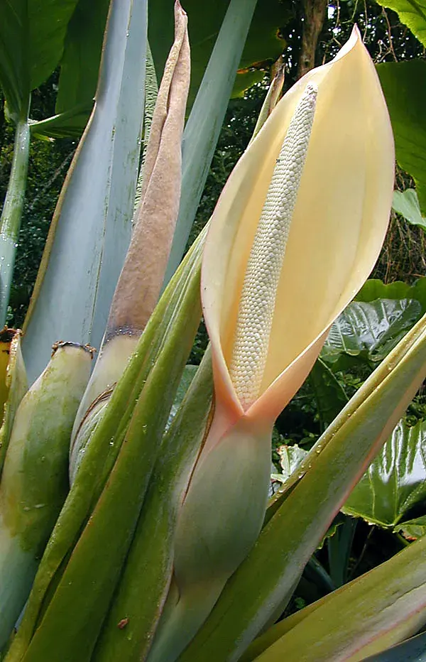 La carte Araceae