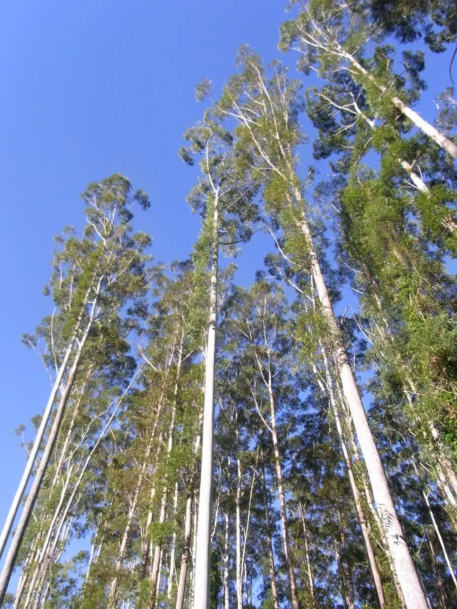 The Eucalyptus grandis card