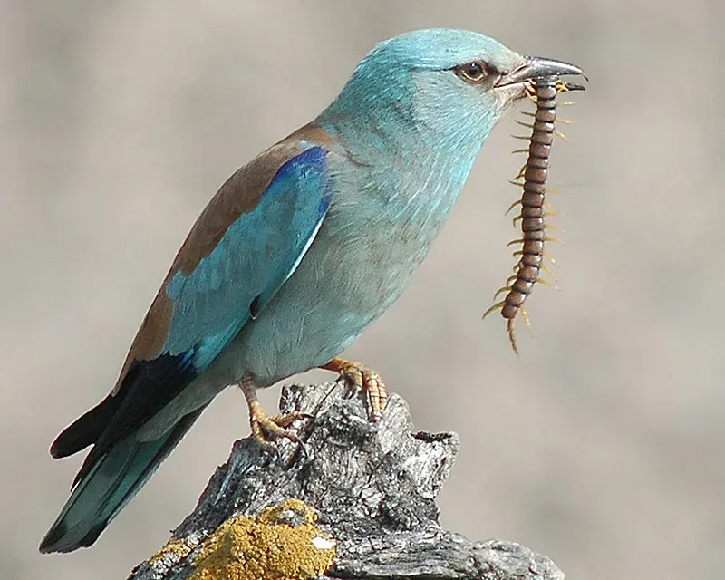 The Coraciiformes card