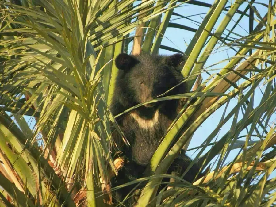 La carte Ursus thibetanus gedrosianus