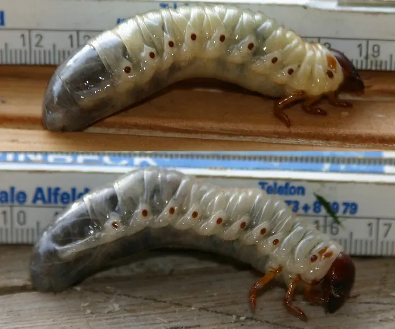 The Hemolymph card