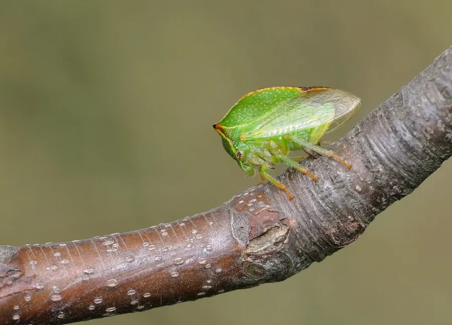 The Buffalo treehopper card