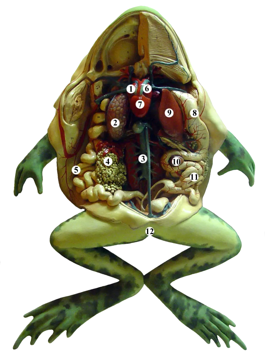 The Batrachology card