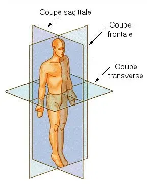 The Anatomical terms of location card