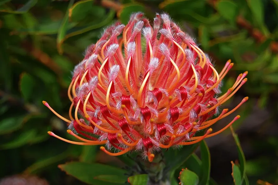 La carte Cultivar