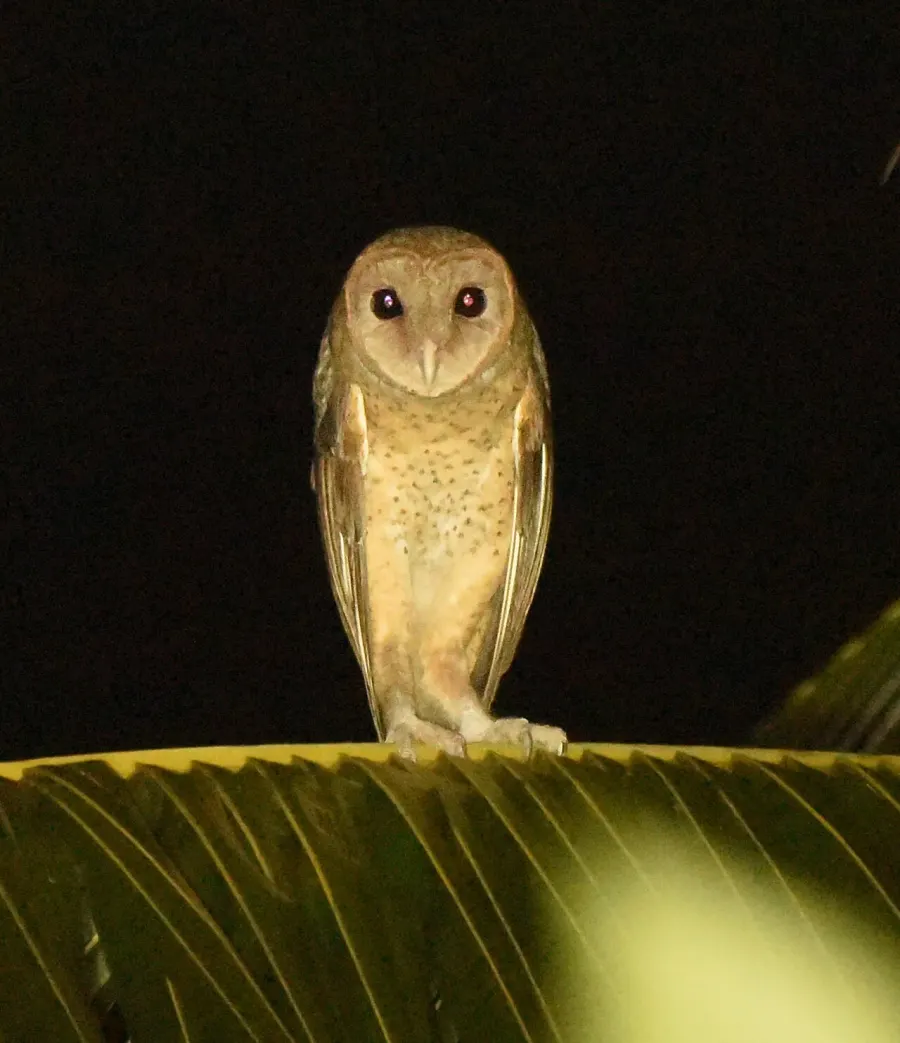 The Andaman masked owl card