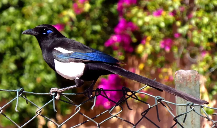 The Maghreb magpie card