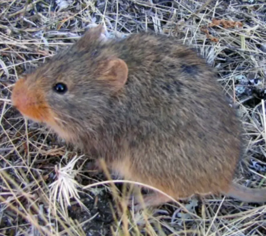 The Andean swamp rat card