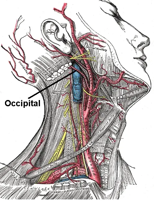 La carte Artère occipitale