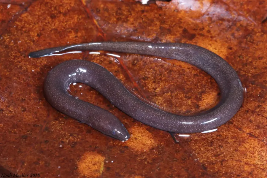 La carte Amphiuma pholeter