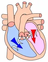The Diastole card