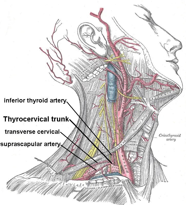 La carte Artère supra-scapulaire