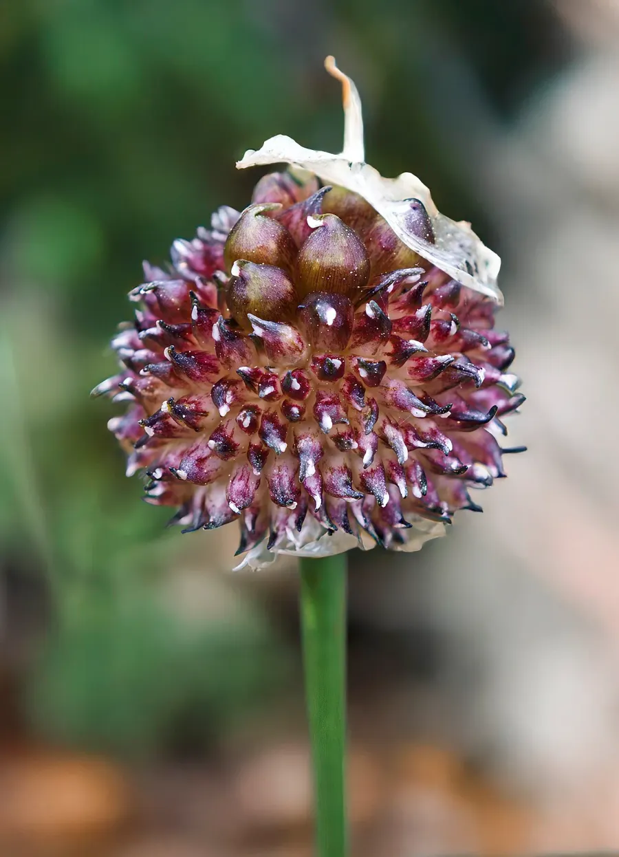 The Allium card