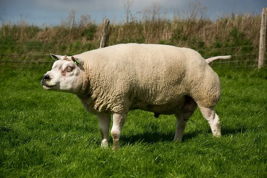 The Texel sheep card