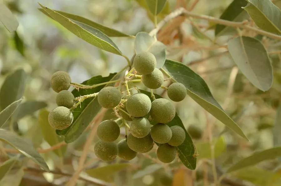The Boscia senegalensis card