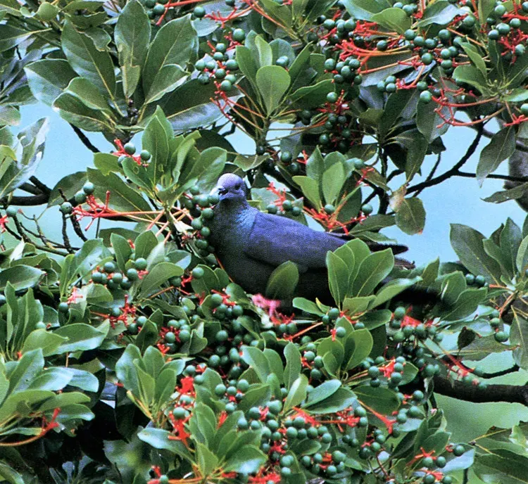 La carte Pigeon violet