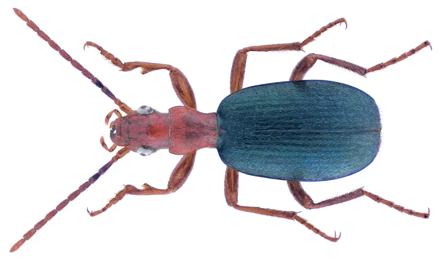 La carte Brachinus crepitans