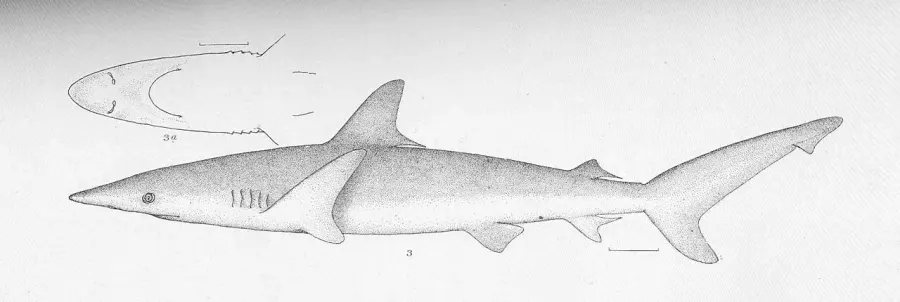 The Whitenose shark card