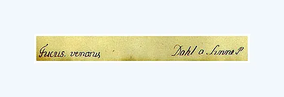 The Anders Dahl card