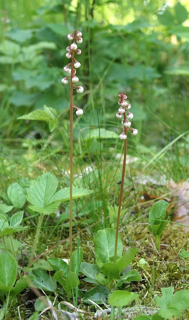 La carte Pyrolaceae