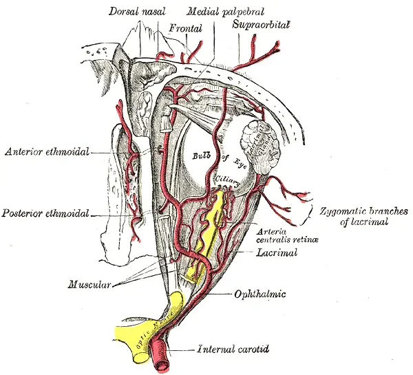 La carte Artère ophtalmique