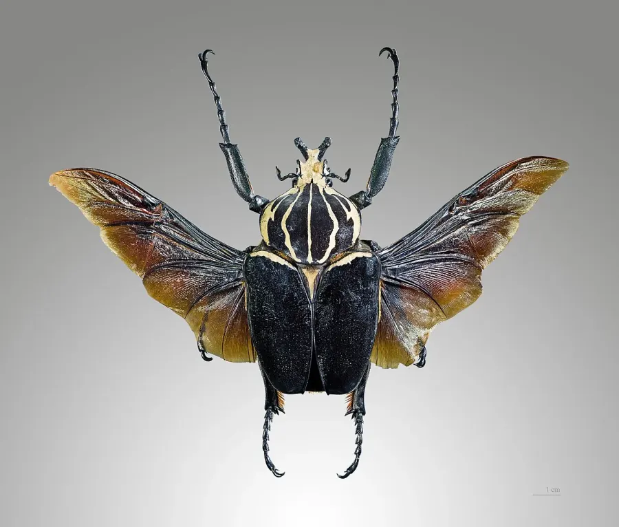 La carte Goliathus goliatus