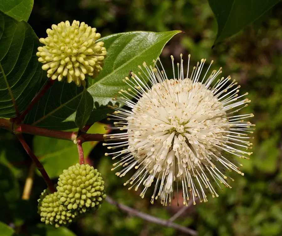 La carte Cephalanthus occidentalis