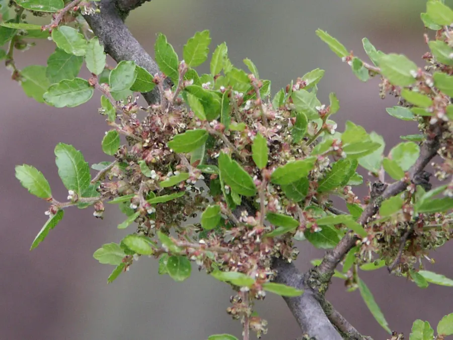 The Zelkova abelicea card